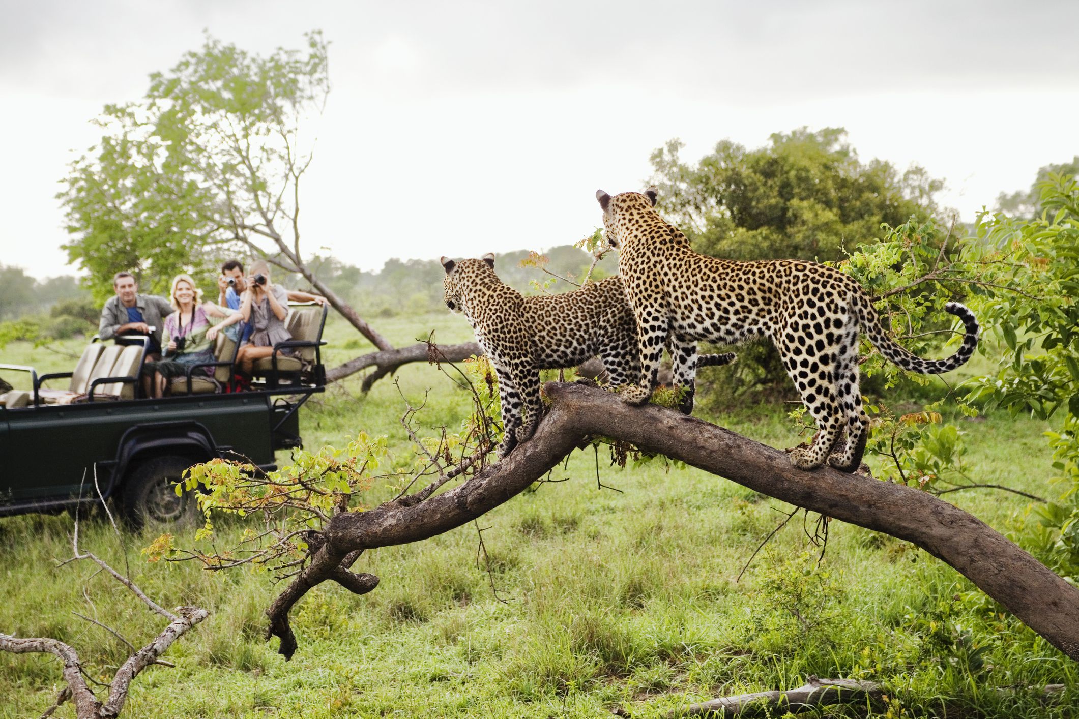 Wildlife safari